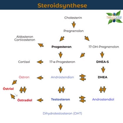 Regelkreis des Hormonsystems - Steroidsynthese